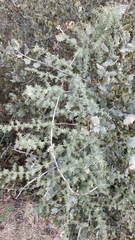 Asparagus acutifolius