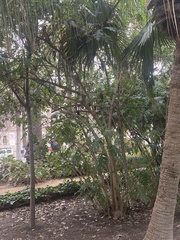 Trachycarpus fortunei