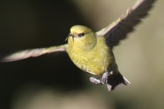 Chlorodrepanis virens wilsoni