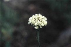 Antennaria luzuloides