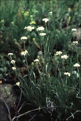 Antennaria luzuloides