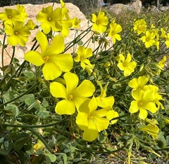 Oxalis pes-caprae