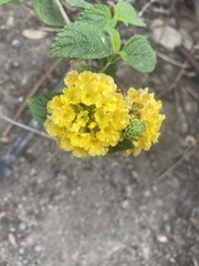 Lantana