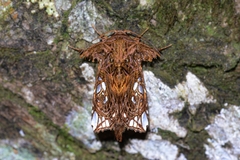 Argyrosticta venatrix