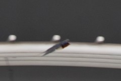 Hirundo rustica gutturalis