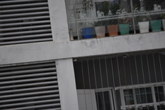 Hirundo rustica gutturalis