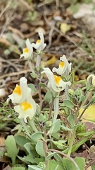 Linaria reflexa