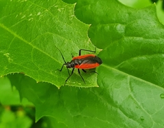 Dionconotus neglectus