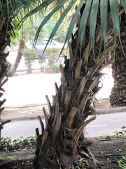 Arecaceae