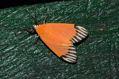 Uranophora