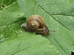 Helix engaddensis