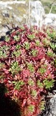 Saxifraga fragosoi
