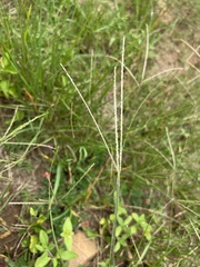 Digitaria ternata