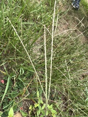 Digitaria ternata