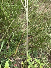 Digitaria ternata