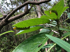 Macroglossum passalus