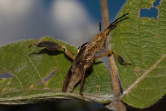 Petascelis remipes
