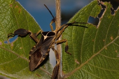 Petascelis remipes