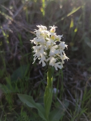 Neotinea conica