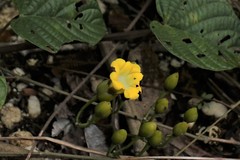 Decalobanthus borneensis