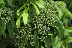 Psychotria sarmentosa