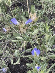 Blepharis diversispina