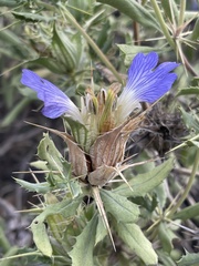 Blepharis diversispina