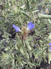 Blepharis diversispina