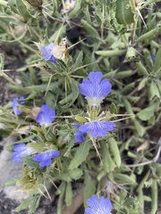 Blepharis diversispina