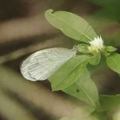Leptosia nina