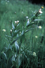 Epilobium lactiflorum