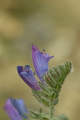 Echium creticum