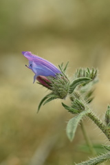 Echium creticum