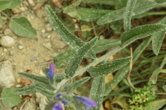 Echium creticum