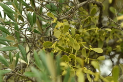 Viscum cruciatum
