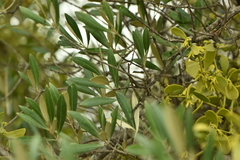 Viscum cruciatum