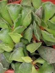 Adromischus cristatus
