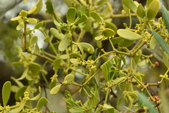 Viscum cruciatum
