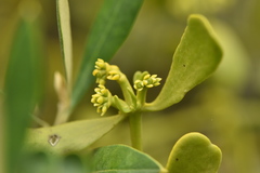 Viscum cruciatum