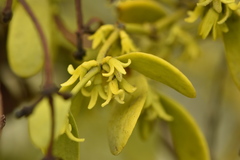 Viscum cruciatum