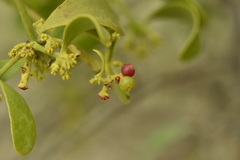 Viscum cruciatum
