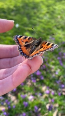 Aglais urticae