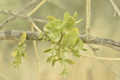 Viscum cruciatum