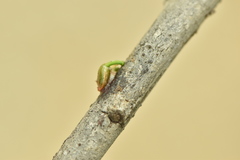 Viscum cruciatum