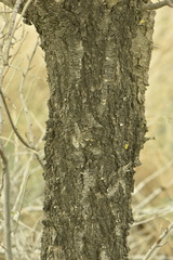 Viscum cruciatum