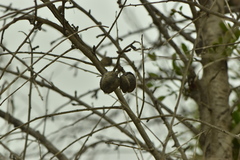 Viscum cruciatum