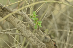 Viscum cruciatum