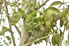 Viscum cruciatum