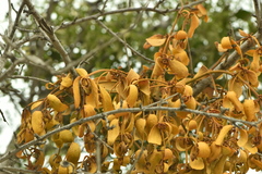 Viscum cruciatum