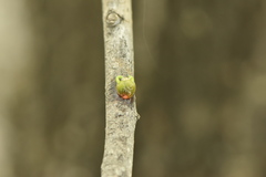 Viscum cruciatum